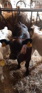 3 kalveren, Dieren en Toebehoren, Meerdere dieren