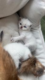 2  britse korthaar zelfde poes (vrouwtje), Dieren en Toebehoren, Katten en Kittens | Raskatten | Langhaar, Poes