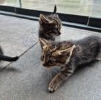 4 prachtige kittens, Dieren en Toebehoren, Katten en Kittens | Overige Katten, Kater, Kortharig, 0 tot 2 jaar