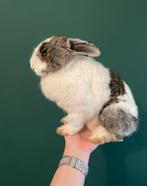 Gezocht: zoogdieren/knaagdieren voor taxidermie doeleinden, Dieren en Toebehoren, Cavia, Januari, Meerdere dieren, Tam