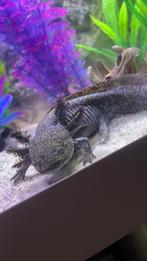 Axelotls wildkleur en albino, Dieren en Toebehoren, Amfibie, 0 tot 2 jaar