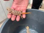 Jonge baardagamen, Dieren en Toebehoren, Reptielen en Amfibieën, Amfibie, 0 tot 2 jaar