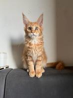 Maine Coon kittens klaar voor verhuizing, Dieren en Toebehoren, Meerdere dieren, Gechipt, 0 tot 2 jaar
