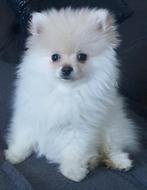 Raszuiver  Mini Pompriaan teefje blijf zeer klein, Parvo, Keeshond, 15 weken tot 1 jaar, Teef