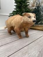 Opgezette das taxidermie, Ophalen of Verzenden, Vogel, Opgezet dier