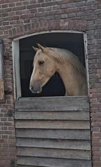 # 3 jarige pre palomino hengst met papieren #, Dieren en Toebehoren, Paarden, Hengst, Dressuurpaard, 3 tot 6 jaar