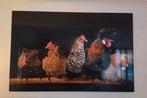 Aluminium Schilderij met Kippen - Nieuwstaat, Ophalen of Verzenden