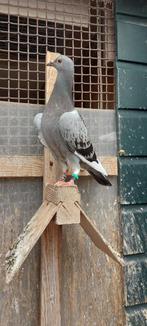 Postduiven fond Walter vd Meulen 2 duiven, Dieren en Toebehoren, Vogels | Duiven, Meerdere dieren, Postduif