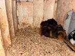 Cavia beertjes 4-6 weken oud, Dieren en Toebehoren, Knaagdieren, November, Mannelijk, Cavia