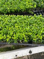 Euonymus Japonicus Green Spire 15cm, Tuin en Terras, Verzenden, Overige soorten, Minder dan 100 cm