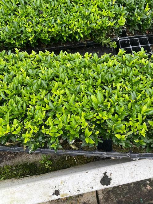 Euonymus Japonicus Green Spire 15cm, Tuin en Terras, Planten | Struiken en Hagen, Overige soorten, Minder dan 100 cm, Verzenden