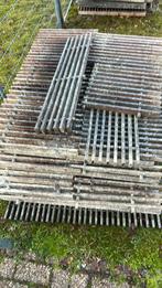 Hardhouten duiven roosters, vlonders roosters, roosters, Meerdere dieren, Overige soorten