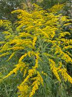 Gulden Roede (Solidago) Vaste Plant, Overige soorten, Volle zon, Vaste plant, Ophalen of Verzenden