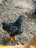 Wyandotte kriel, Dieren en Toebehoren, Pluimvee, Meerdere dieren, Kip
