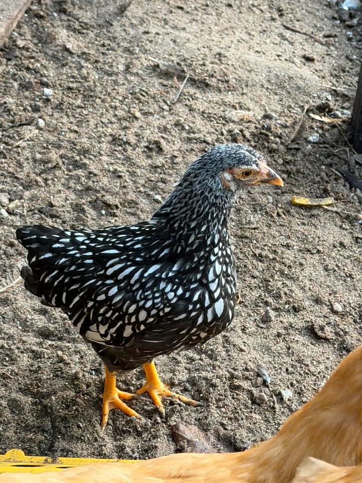 Wyandotte kriel, Dieren en Toebehoren, Pluimvee, Kip, Meerdere dieren