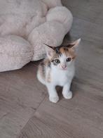 2 kittens, Dieren en Toebehoren, Katten en Kittens | Raskatten | Korthaar, Meerdere dieren