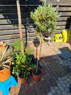 Olijfboom 150 cm hoog, Ophalen of Verzenden, Volle zon, Olijfboom, 100 tot 250 cm