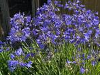 Agapanthus “Lapis Lazuli”, klein soort., Volle zon, Vaste plant, Zomer, Ophalen