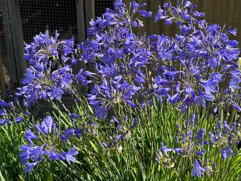 Agapanthus “Lapis Lazuli”, klein soort., Tuin en Terras, Planten | Tuinplanten, Vaste plant, Overige soorten, Volle zon, Zomer