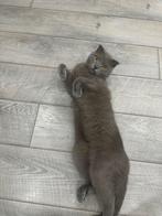 Huesos, Ophalen of Verzenden