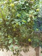 appelboom, Overige soorten, 250 tot 400 cm, Zomer, Ophalen