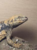 Chuckwalla (Sauromalus ater) man, Hagedis, 3 tot 6 jaar