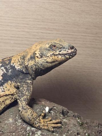 Chuckwalla (Sauromalus ater) man beschikbaar voor biedingen
