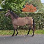 PRE merrie te koop, Dieren en Toebehoren, Paarden, Minder dan 160 cm, Zadelmak, 7 tot 10 jaar, Recreatiepaard