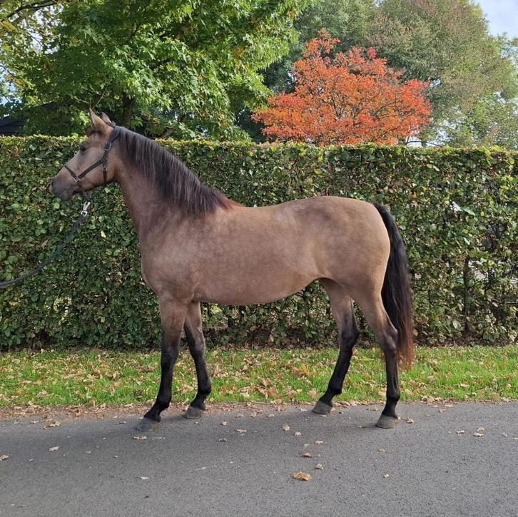 PRE merrie te koop, Dieren en Toebehoren, Paarden, Merrie, Zadelmak, Minder dan 160 cm, 7 tot 10 jaar, Recreatiepaard, Gechipt