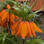 Keizerskroonbollen 4 stuks, Ophalen of Verzenden, Najaar, Volle zon, Bloembol
