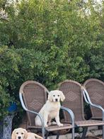 Twee schattige pups opzoek naar liefde, 15 weken tot 1 jaar, Buitenland, Parvo, Eén hond