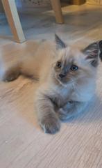 Laatste ragdoll katertje blue point mink, Dieren en Toebehoren, Katten en Kittens | Raskatten | Langhaar, Kater, Ingeënt
