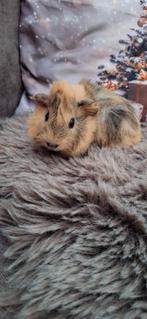 Mooie jonge Borstel/ Gladharige/Teddy cavia's, Dieren en Toebehoren, Knaagdieren, Cavia, Meerdere dieren, Tam, Oktober