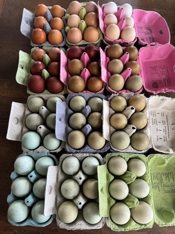 Kleurlegger broedeieren €2, Dieren en Toebehoren, Pluimvee, Kip, Geslacht onbekend