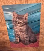 Schattige grijze kitten, Verzenden, Gelopen, Hond of Kat