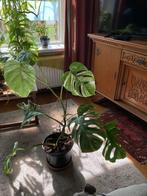 Monsteria varigate in pot en stek, stek kost 25,00, Overige soorten, In pot, Minder dan 100 cm, Groene kamerplant