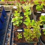 Diverse munt planten te koop voor het goede doel, Ophalen, Volle zon, Vaste plant, Kruiden