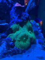 Discosoma mushroom koraal, Overige typen