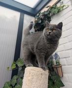 Prachtige Brits korthaar kitten katertje classic Blue, Dieren en Toebehoren, Katten en Kittens | Raskatten | Korthaar, Meerdere dieren