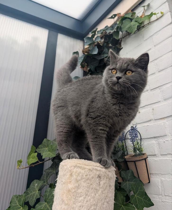 Prachtige Brits korthaar kitten katertje classic Blue, Dieren en Toebehoren, Katten en Kittens | Raskatten | Korthaar, Meerdere dieren
