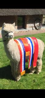 Alpaca Top Dutch: Prachtige jong fawn hengstje van ca 13 mnd, Dieren en Toebehoren, Overige Dieren, Mei, Mannelijk