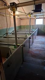 Biggen opfok hokken, speenbiggen., Dieren en Toebehoren, Meerdere dieren, Varken