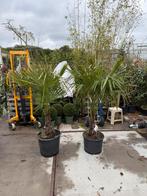 Palmen trachycarpus mooi kruin stam 60/70 in pot winterhard, 100 tot 250 cm, Zomer, Palmboom, Ophalen