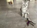 Brits korthaar kitten katertje zwart zilver gemarmerd, Dieren en Toebehoren, Kater, Ontwormd, 0 tot 2 jaar
