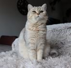 Prachtige Britse Korthaar poes met stamboom, Dieren en Toebehoren, Katten en Kittens | Raskatten | Korthaar, Poes, Gechipt, 3 tot 5 jaar