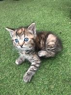 Bijzonder mooi en heel lief kittens te koop, Dieren en Toebehoren, Katten en Kittens | Raskatten | Korthaar, Meerdere dieren, Ontwormd