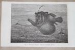 Antieke biologische prent - Johnsons hengelvis - 1885 !!, Verzamelen, Foto's en Prenten, Gebruikt, Ophalen of Verzenden, Voor 1940