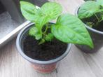 Moestuinplantjes madame Jeannette peper plantjes, Tuin en Terras, Ophalen, Volle zon, Groenteplanten, Eenjarig