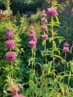 zaden Monarda citriodora Purplish Lilac, Verzenden, Voorjaar, Volle zon, Zaad