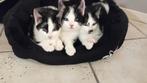 In huis geboren zwart witte en witte met rode kittens, Dieren en Toebehoren, Katten en Kittens | Overige Katten, Meerdere dieren